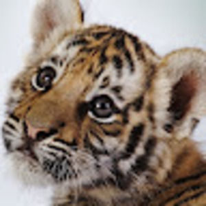 Meet your Posher, Cynthia